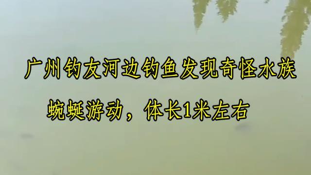 金龙鱼？广州钓鱼人在河中发现一米长水族，网友：至少价值1000