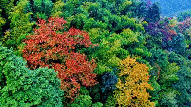 钱塘江|洛阳秋游好去处，藏在栾川的竹林胜景，红叶绿竹瀑布全都有