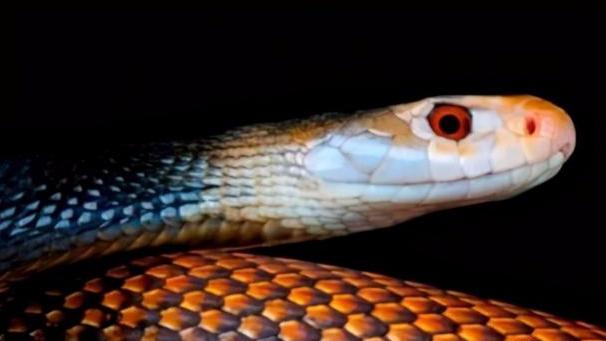 世界上排毒量最多的蛇，性格极其暴躁，曾有受害者被连咬12口