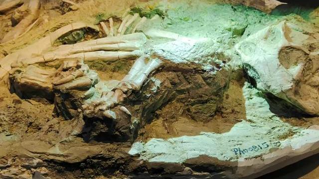 今天，中国唯一的一具恐龙木乃伊——鹦鹉嘴龙木乃伊化石在台州博物馆正式展出。