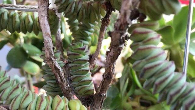 小米科技|来自小米星家族的5款多肉，钱串儿最好养，自由女神最漂亮