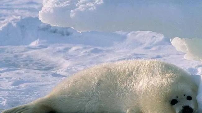 极端条件下生存的生物