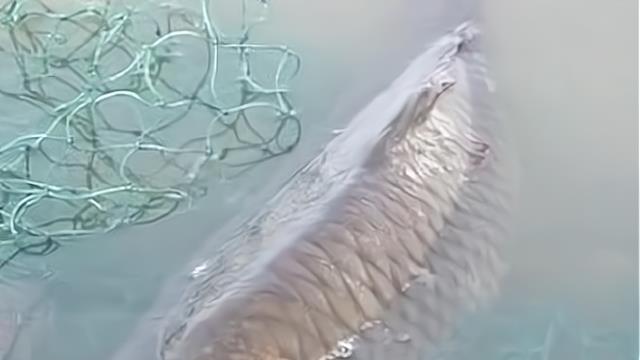 汉城湖|人鱼大战！大爷垂钓中大鱼，反被拉进了水里，网友：独乐不如众乐