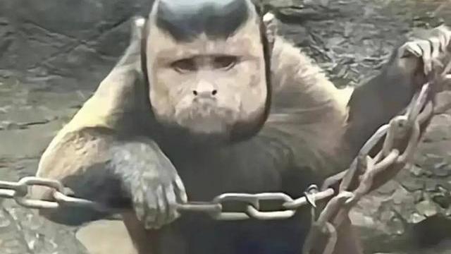 一只猴子，为何会长出一张人类的国字脸？是猴子进化为人的征兆？