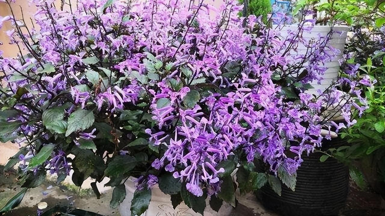 5种花草，养在卧室，装饰家居的同时，还能净化空气、助睡眠
