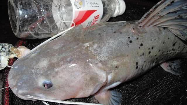 |柳州出现“代钓”一族？吃住全在江边，垂钓者：有人雇我们来钓鱼