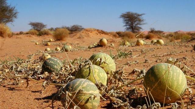 撒哈拉沙漠|世界第一大沙漠，吞噬20多个湖泊，撒哈拉沙漠为何气候恶劣？