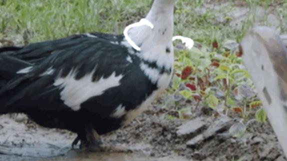 龚俊|《向往的生活》龚俊做嘉宾，明星粉丝撕起来了，一只彩灯引发闹剧