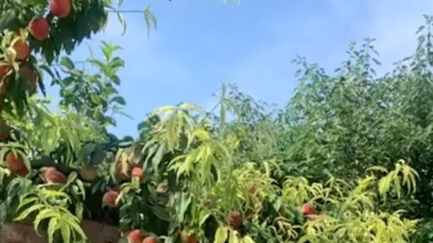 陕西：桃子树“翻墙”长进邻居家的院子，果实模样诱人，结局太暖