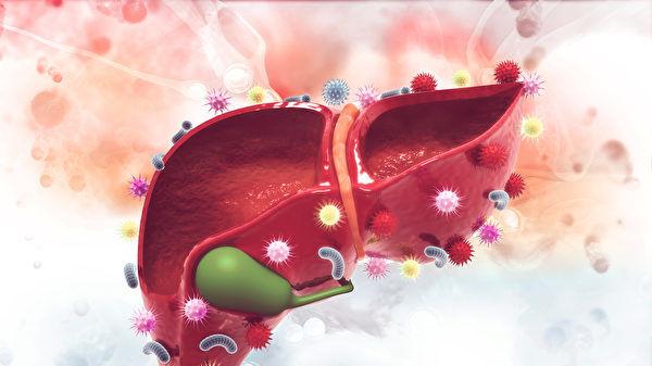 研究发现人类肝脏永远年轻 只有不到三岁