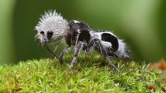 地球上最奇怪的 34 种动物