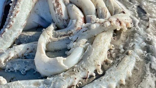 深海，为什么这么多巨物? 3.5米超大鱿鱼被冲上南非海滩吓跑游客！