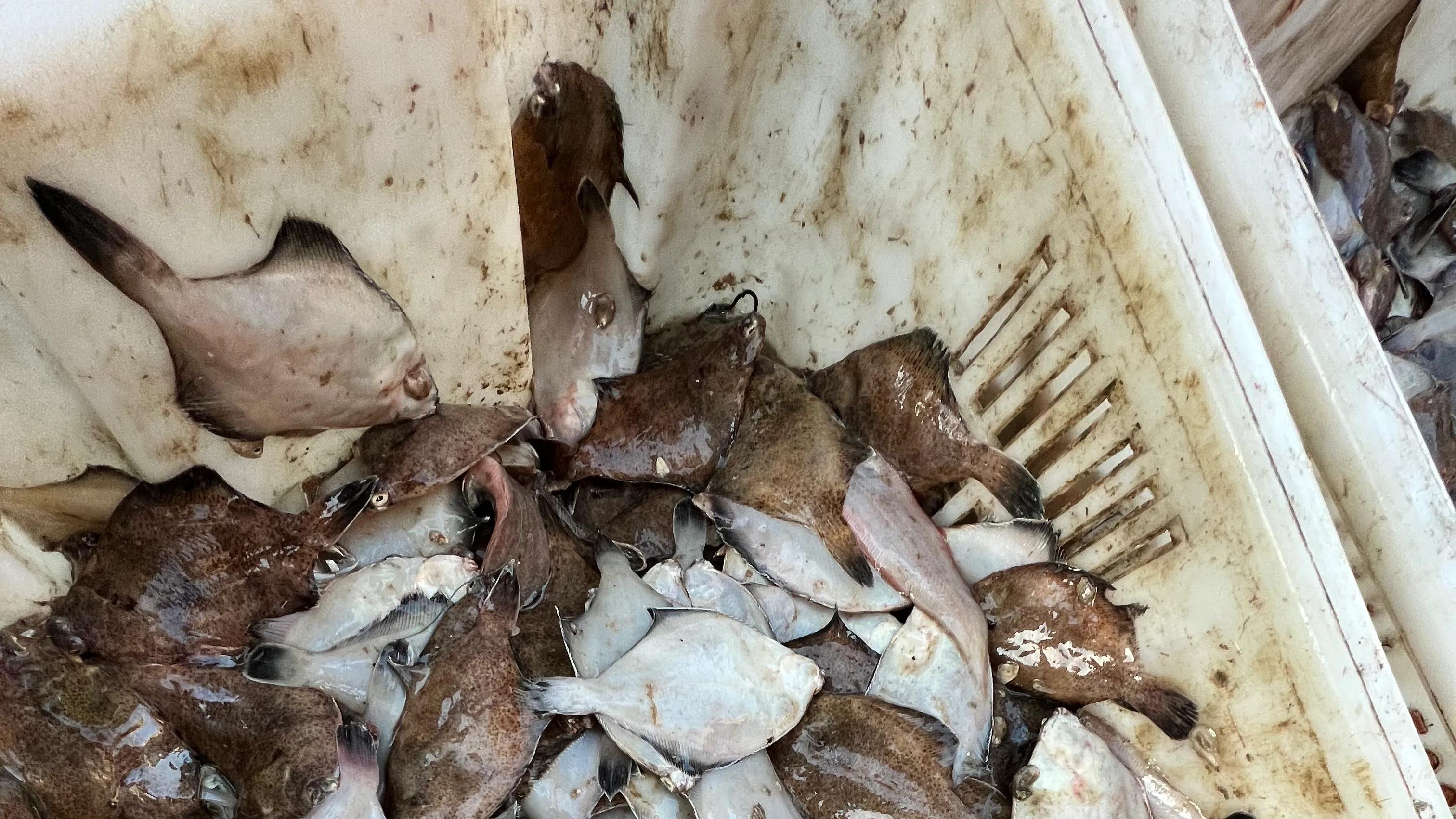 青岛市|国庆假期青岛人好口福，野生海鲜最低6块一斤，大快朵颐出门就有
