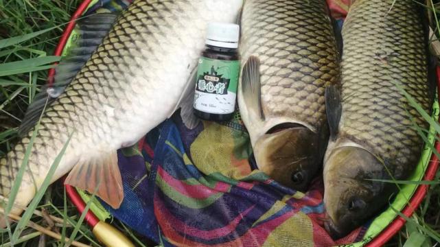 草鱼|伏天来临鱼怕热，有风有鱼才露头！用这套“钓法”天气越热越好钓