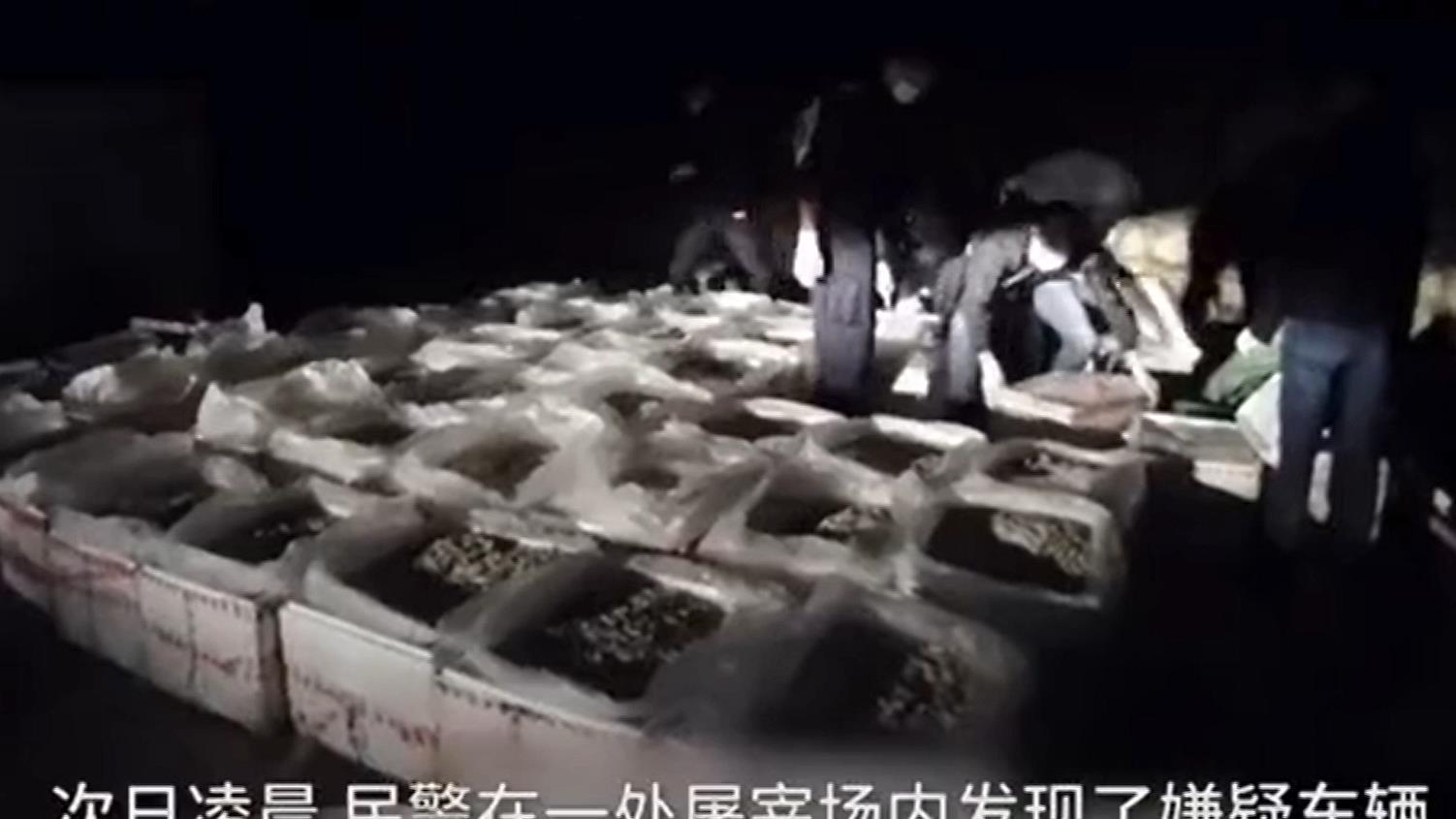 云南普洱查获走私竹虫1.2吨，成吨害虫越境，只为餐桌加1盘菜？