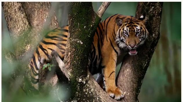 如果您再也看不到老虎、婆罗洲猩猩或者你的狗狗会有什么感觉？