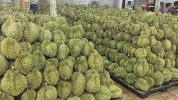 水果|泰国榴莲滞销，又一种水果在中国成了贵族，在本国却是“白菜价”