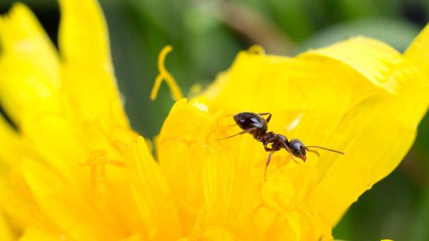 科普：蚂蚁是如何看到危险的，它们遇到危险时都会做些什么？