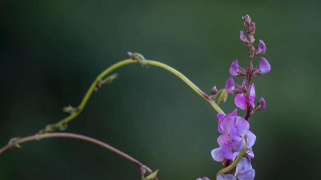 生肖|农历6月运势最好的3个生肖，贵人守护，机缘傍身，赚到更多钱！