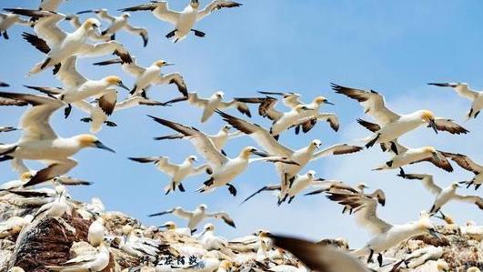 海岛|世上最“臭”的海岛，岛上生活着7亿只海鸟，每年产生2000吨鸟粪