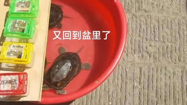 男子200块钱买乌龟放生，被商家捞出来再次售卖，网友：我也买了