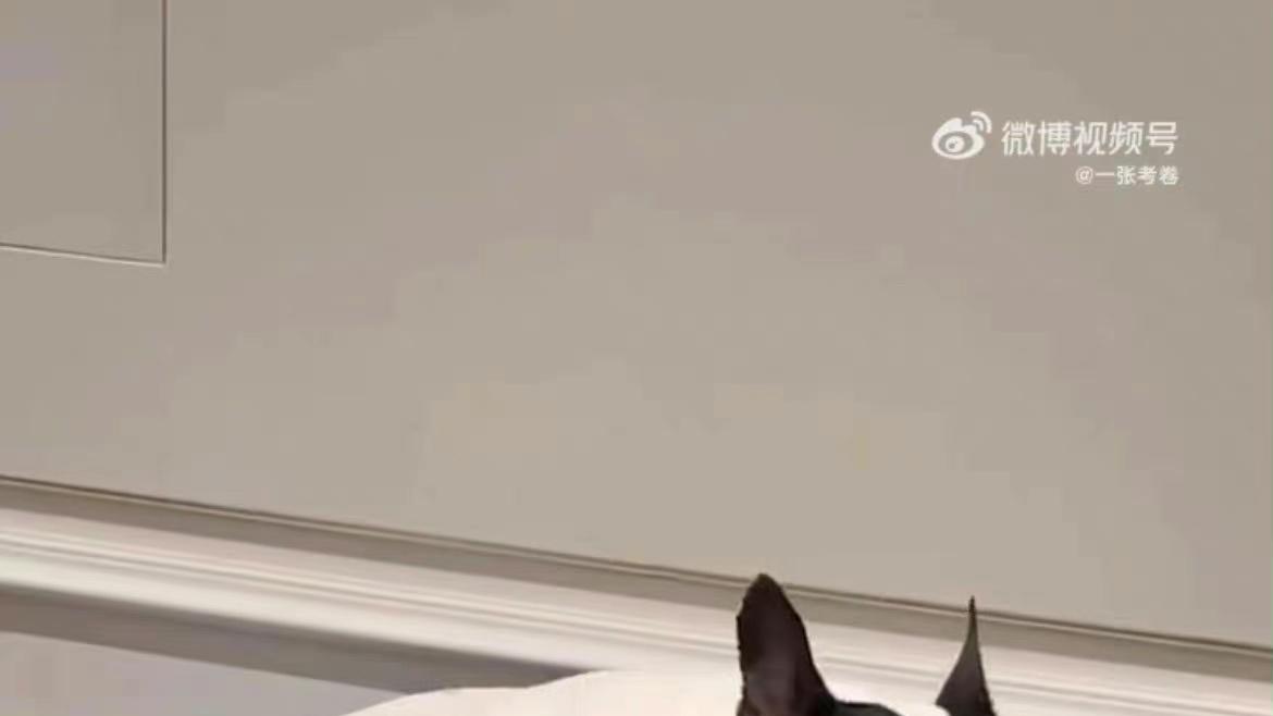 鹿晗|网友爆料鹿晗买儿童座椅，引发猜测，结果是给馒头（狗）买的