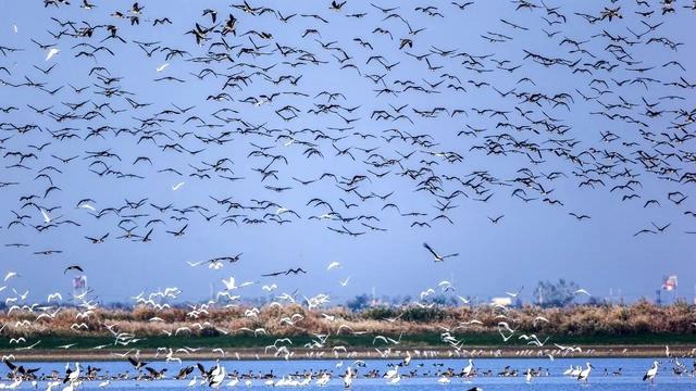 鄱阳湖水位下降，鱼儿搁浅后鸟儿狂吃鱼，80万只冬候鸟该咋办？