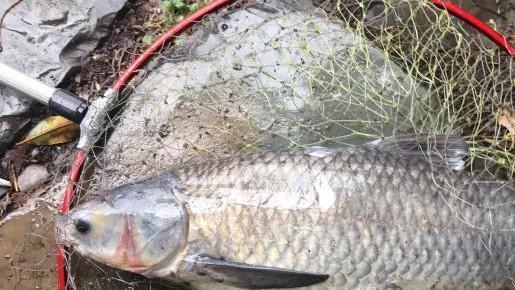 |“死鱼正口，收竿快走”，真的存在违反生命定律的怪事吗