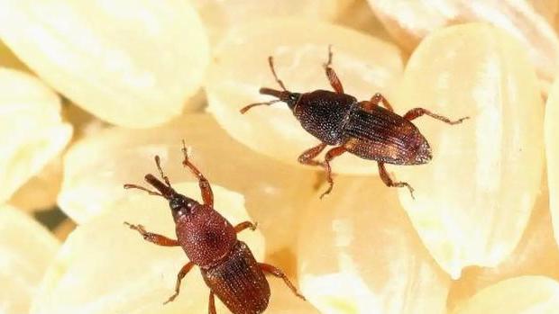 米象是害虫吗？它在干燥的大米中是如何存活的？