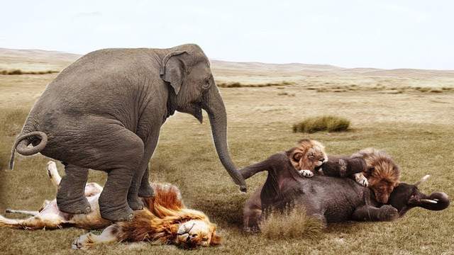 盘点10种能让狮子饿死的猎物：斑马压哨入选，大象只能屈居第2