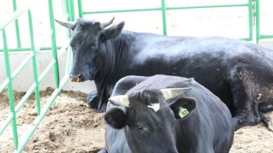 广西男子靠牛粪赚钱，奋斗多年如今年入上亿元，怎么做到的？