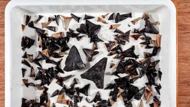 科学家们在17000英尺深处的印度洋底发现了鲨鱼墓地