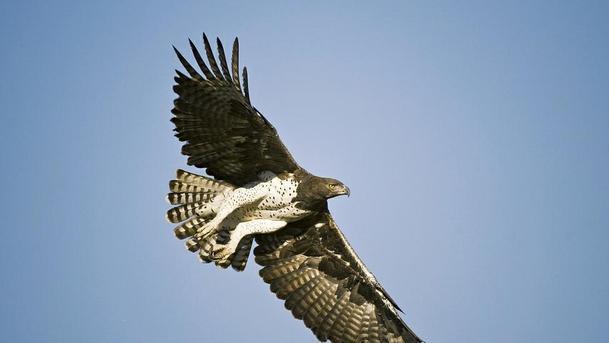 非洲猛雕到底有多凶猛？连狮子幼崽也敢吃，却被蜜獾掏窝