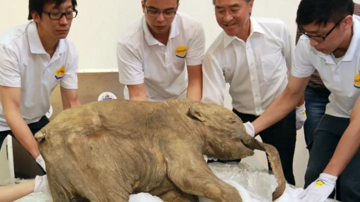 科学家从西伯利亚永久冻土中复活了48500年前的“僵尸病毒”
