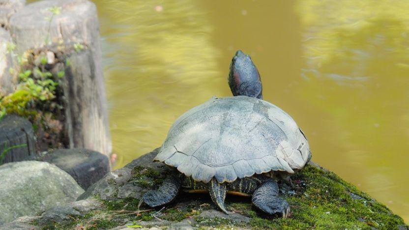 海龟真的可以用屁股呼吸吗？科学家：“龟息大法”的真谛