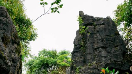 广西“地球大裂缝”：长达3800米，深达400米，保存着恐龙期植物