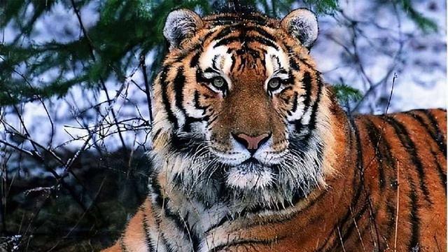 老虎如果从地球消失，会带来什么后果？新疆虎的教训不能忘