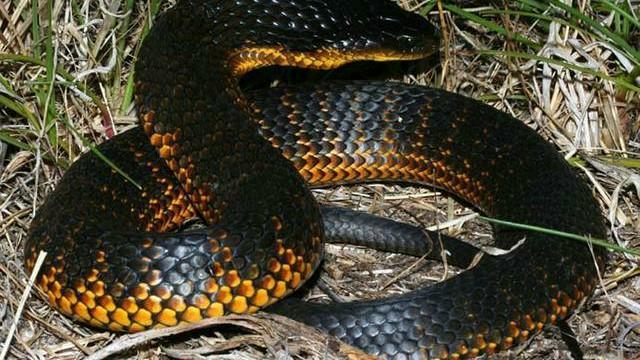 带你认识一下世界上毒性最强的10种“蛇”，遇见了千万要躲开！