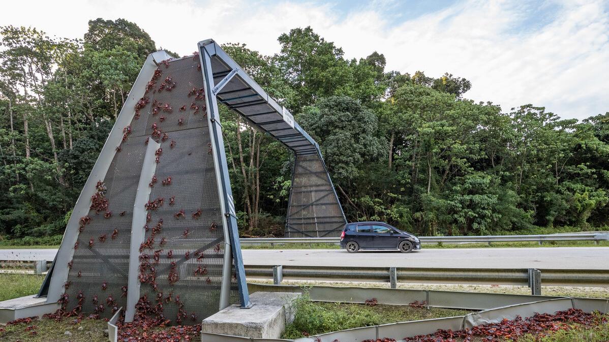 张家界|面积135平方千米的岛屿，资源丰富，华人占了63%