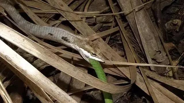 非洲藤蛇：世界上凝血能力最强的毒蛇，还可以轻易捕杀黑曼巴蛇