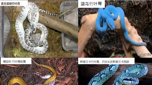 竹叶青，蝮蛇界的大家族！即便同色，也未必同类，它们有何不同？