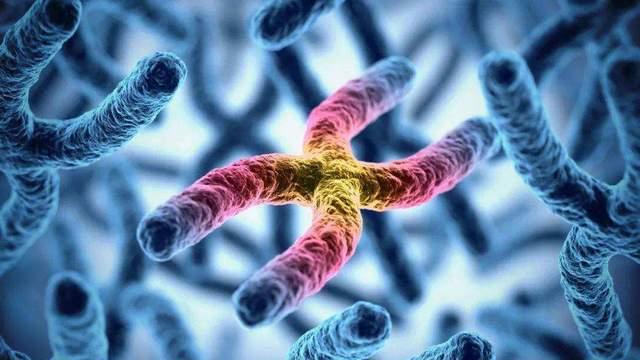 Y染色体正在慢慢消失：一种新的性基因可能是人类的未来