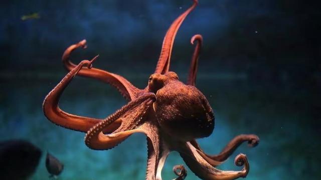 章鱼来自外星？科学家研究发现，它们的聪明与众不同