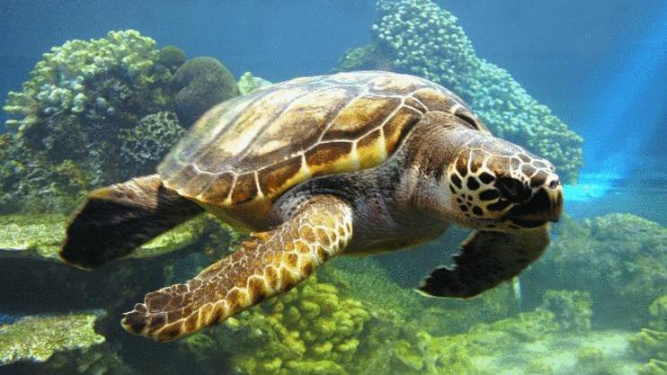 人们就把亚洲海龟简单的叫做“水龟”