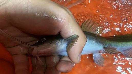 四川省|钓鱼有惊喜！男子意外收获酷似老鼠的“黄辣丁”，网友：放生明智