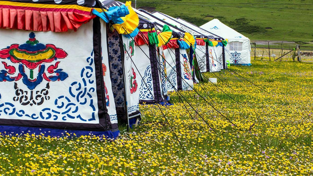 女孩|去西藏旅游，遇上白帐篷，别好奇往里钻，只怕难脱身