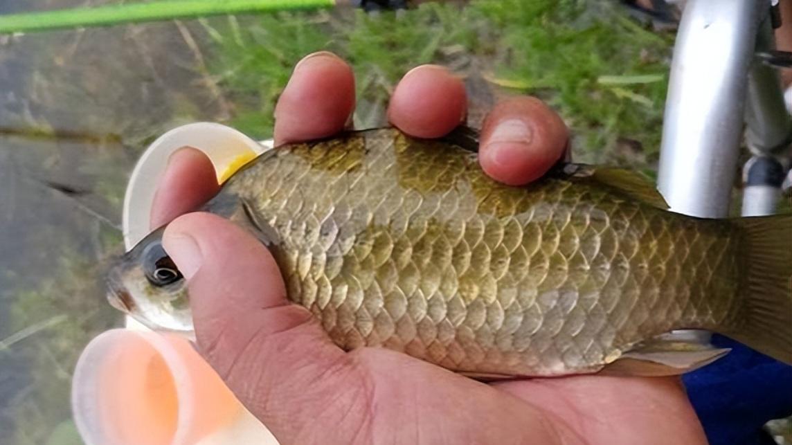 饵料|钓鱼没口别只想着换饵料，这几种方法更有效果