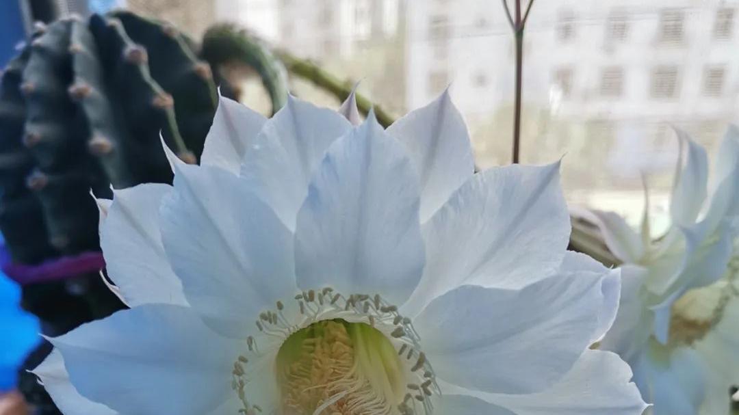 青岛市|阳台上的仙人球开花啦