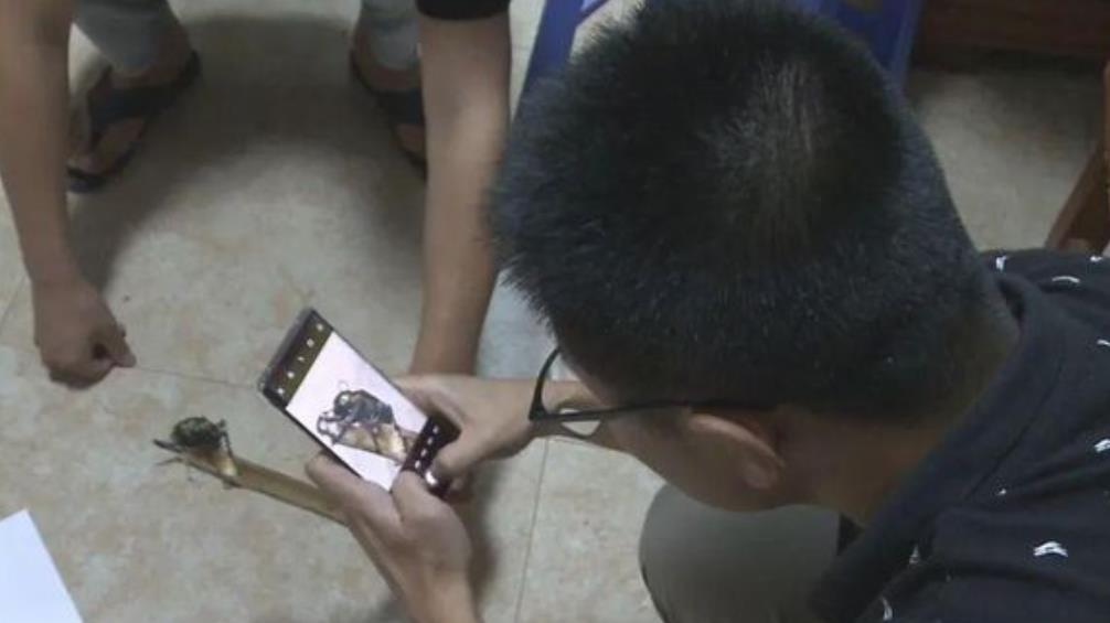 浙江小伙捡到1只甲虫，有人想花31万收购，小伙咬牙拒绝后很庆幸