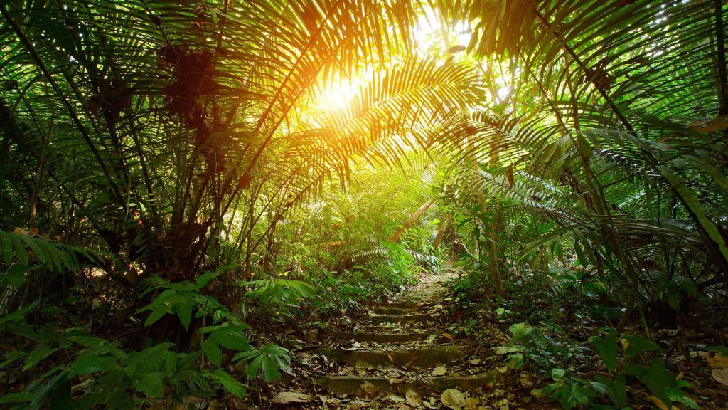 华山|热带南方的回忆与想象